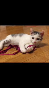 Screenshot_2018-09-16-21-36-26